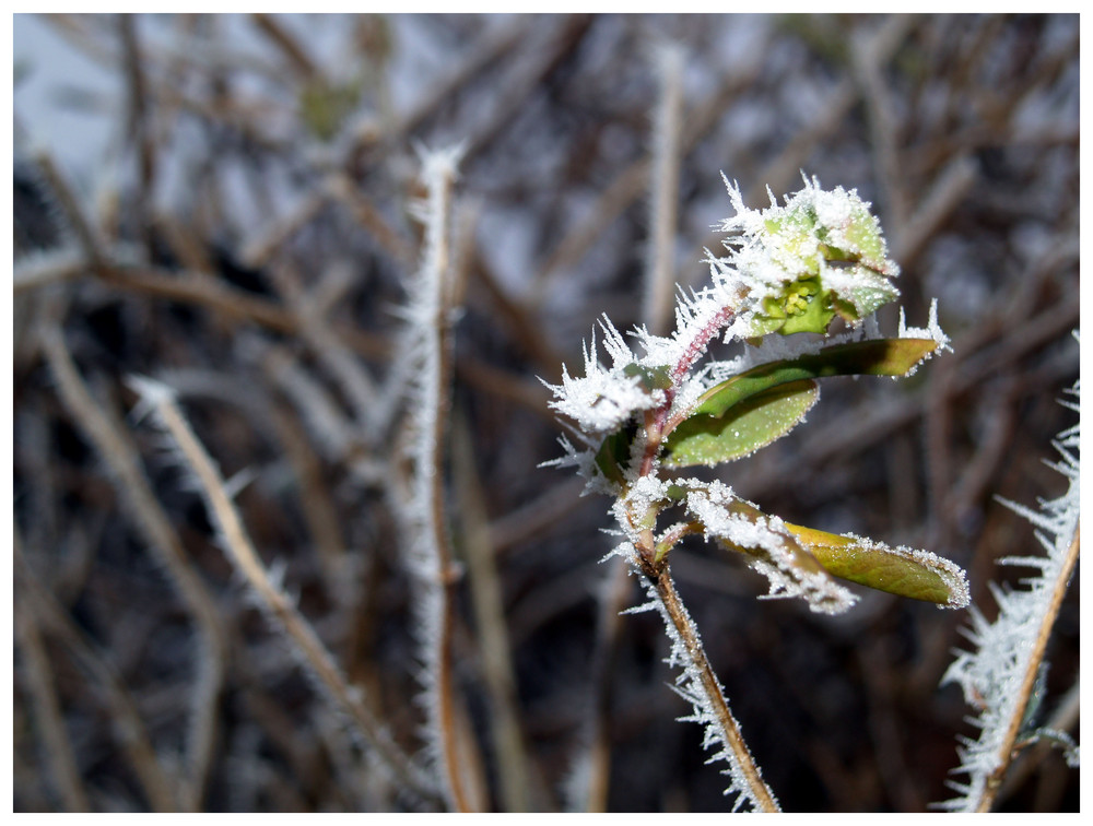 Erster Frost