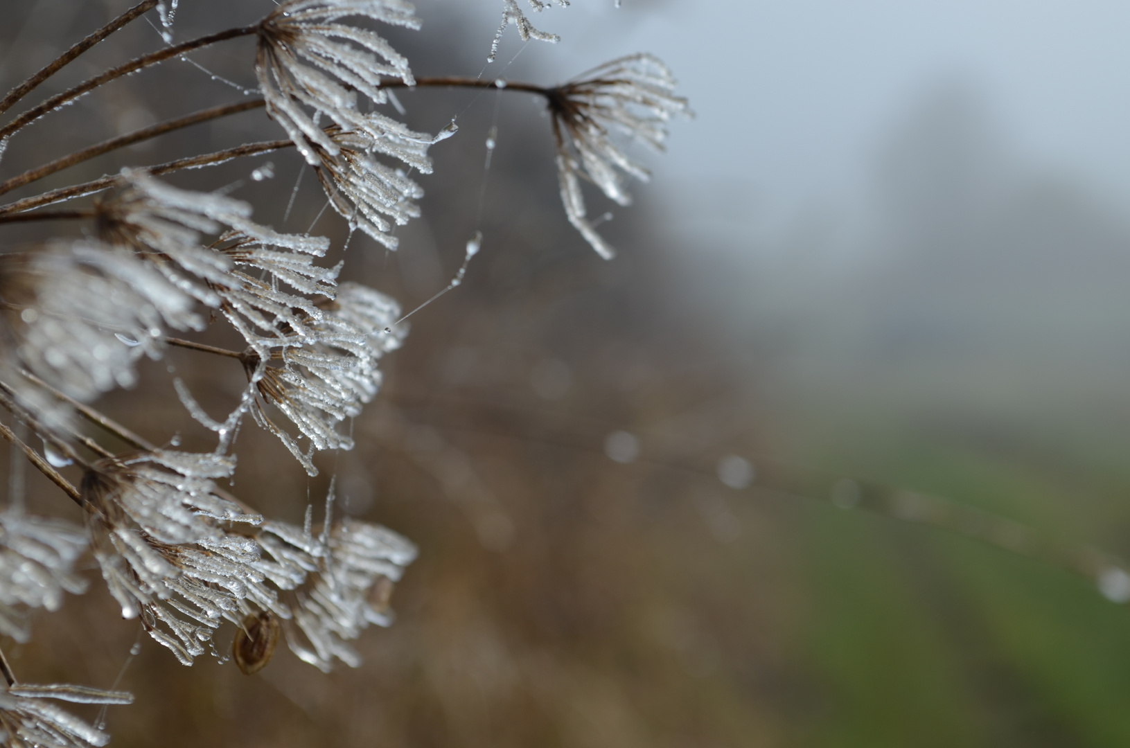 erster Frost