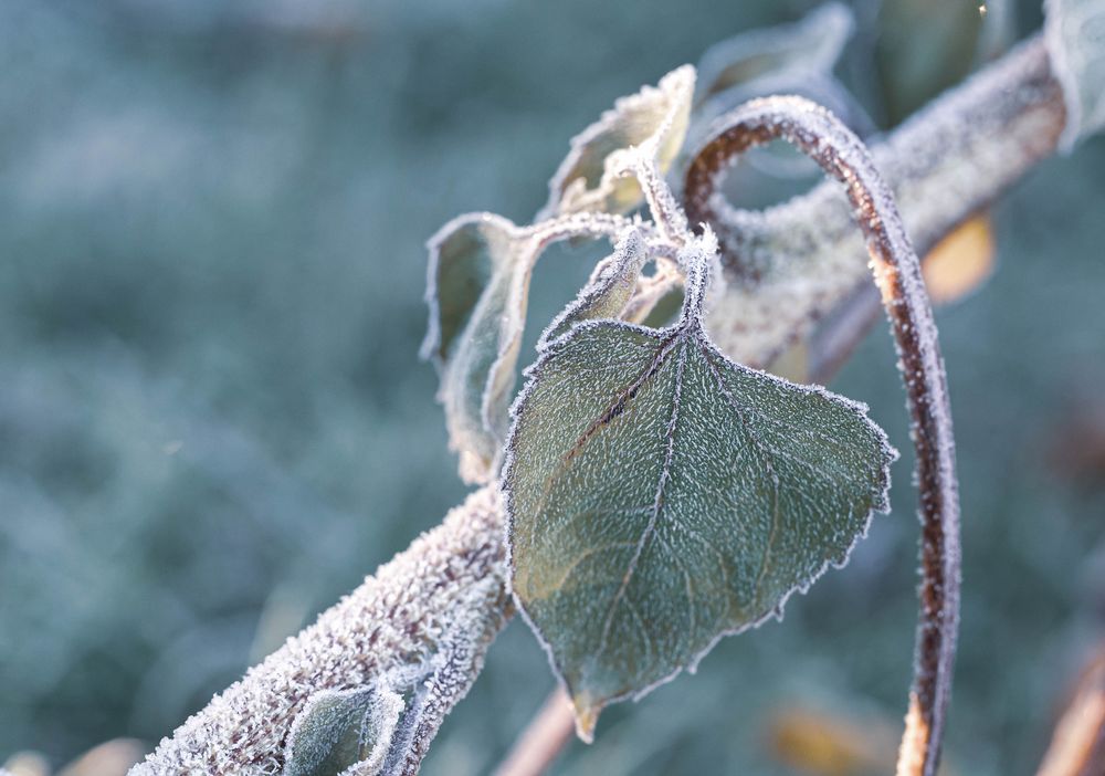 Erster Frost,...