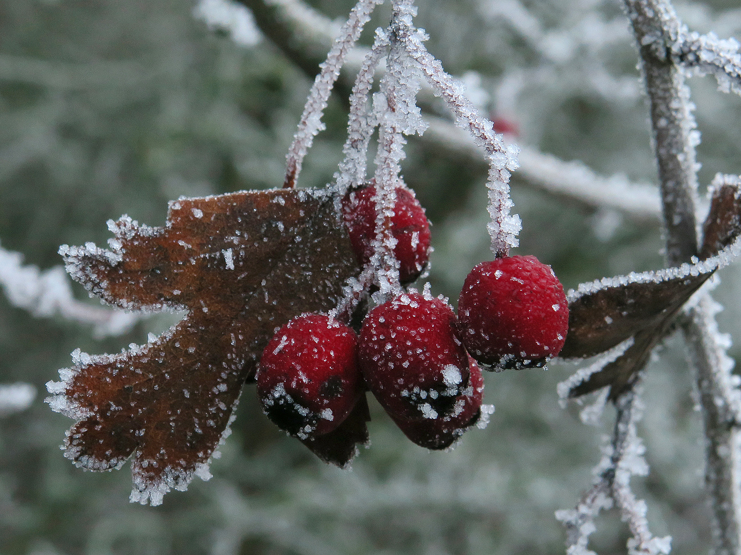 Erster Frost