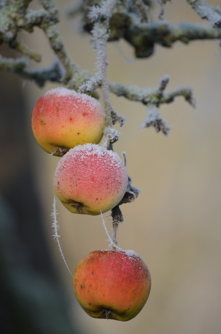 erster Frost