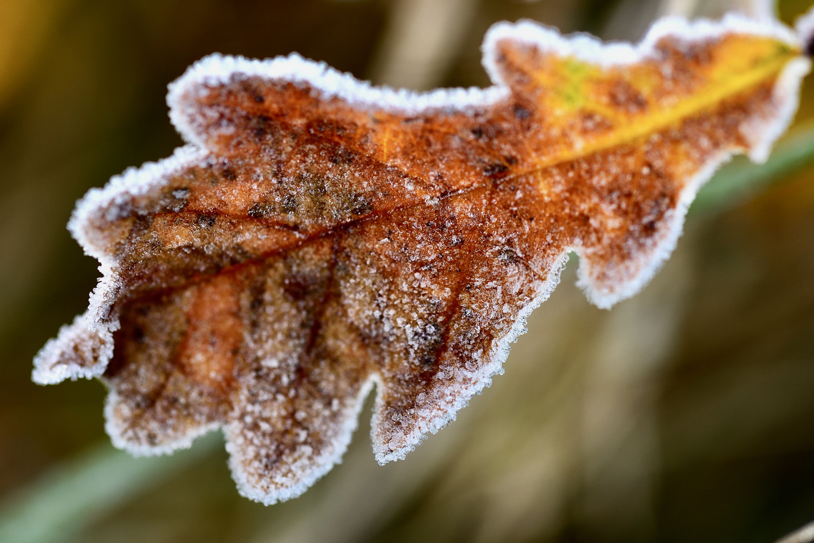 Erster Frost ...