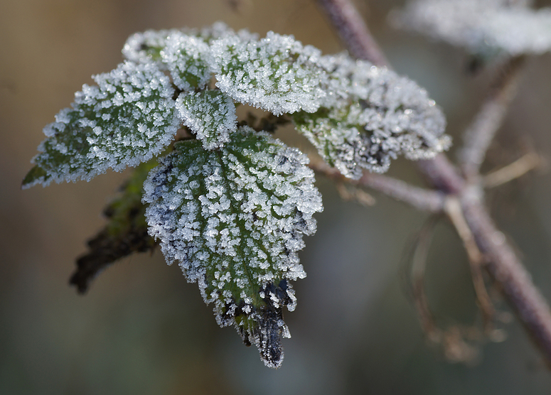 Erster Frost Foto & Bild jahreszeiten, herbst, natur Bilder auf