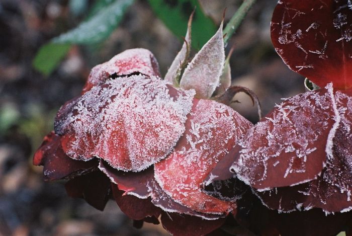 erster frost im garten