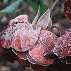 erster frost im garten