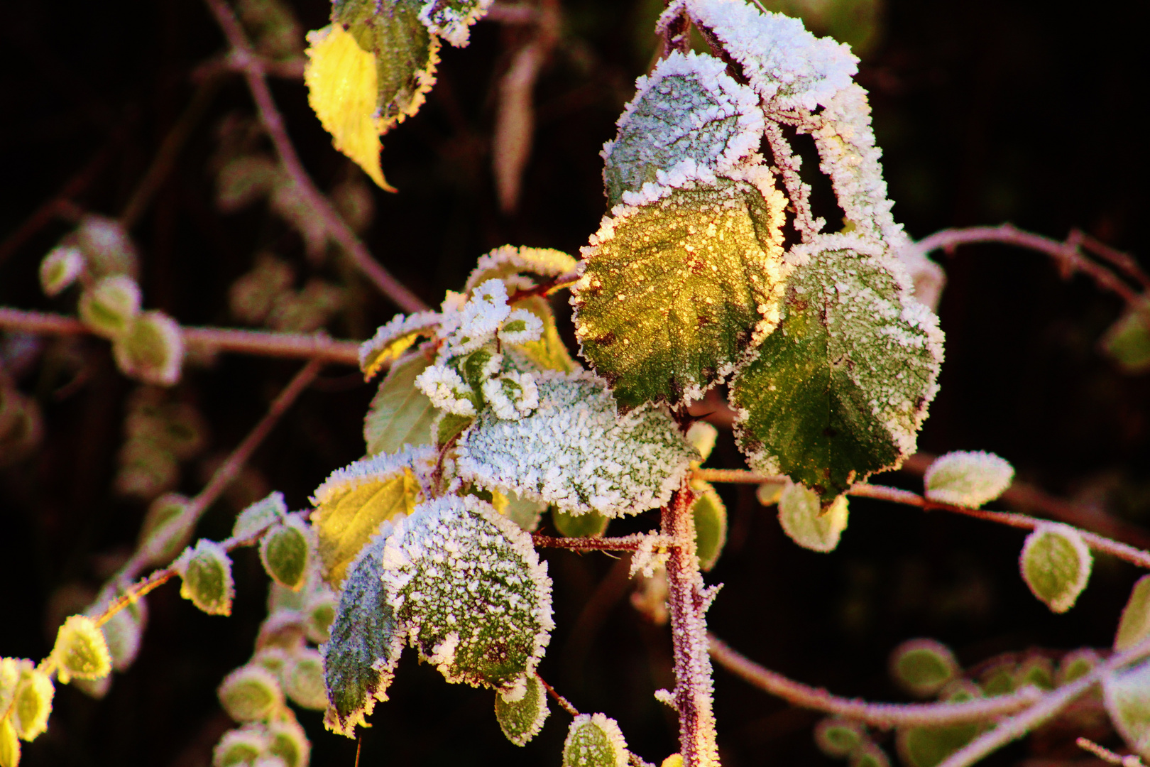 erster Frost ....im Kontakt mit der wärmenden Sonne