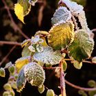 erster Frost ....im Kontakt mit der wärmenden Sonne