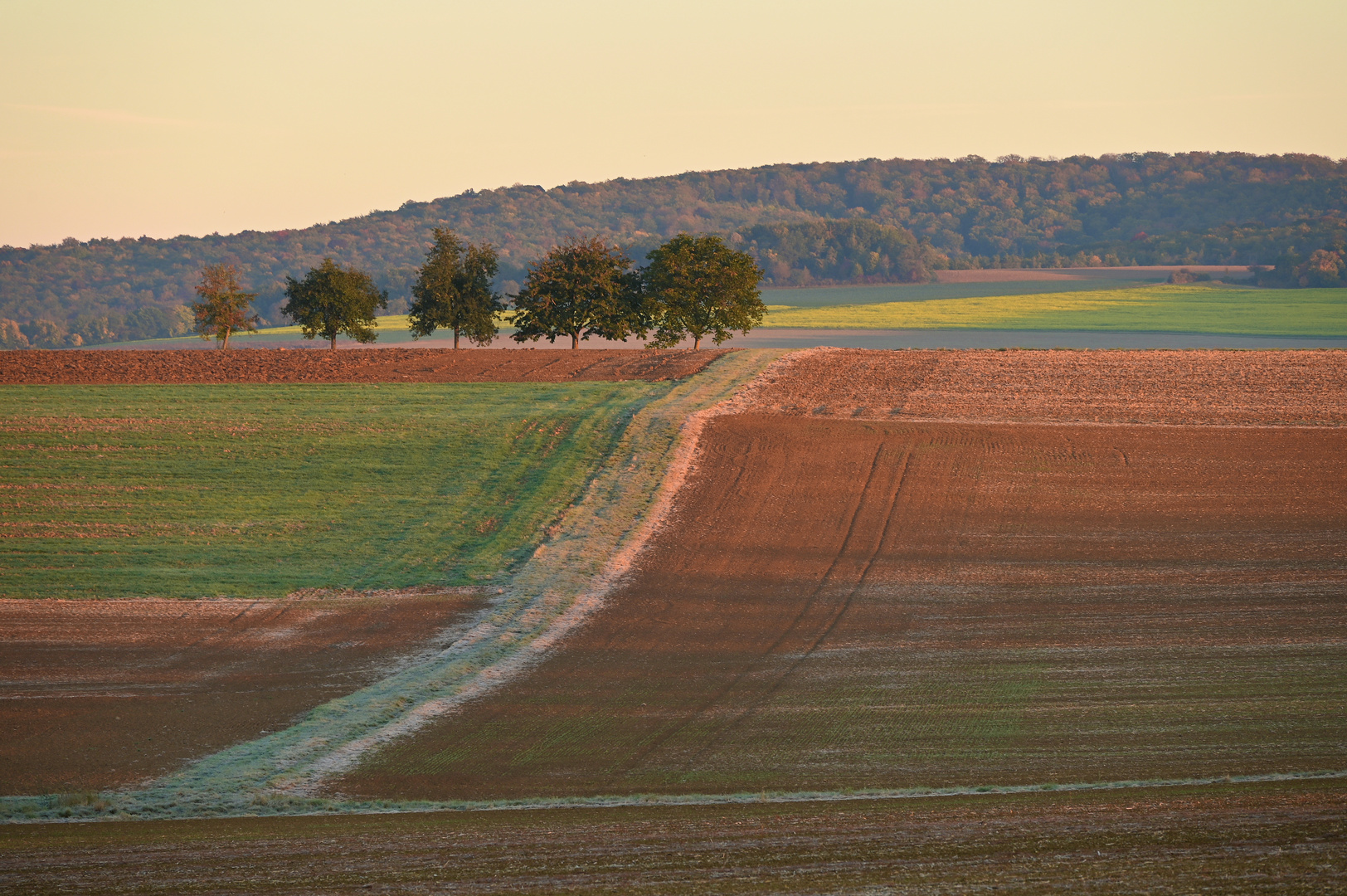 erster Frost im  Morgenlicht die Felder im Oktober...