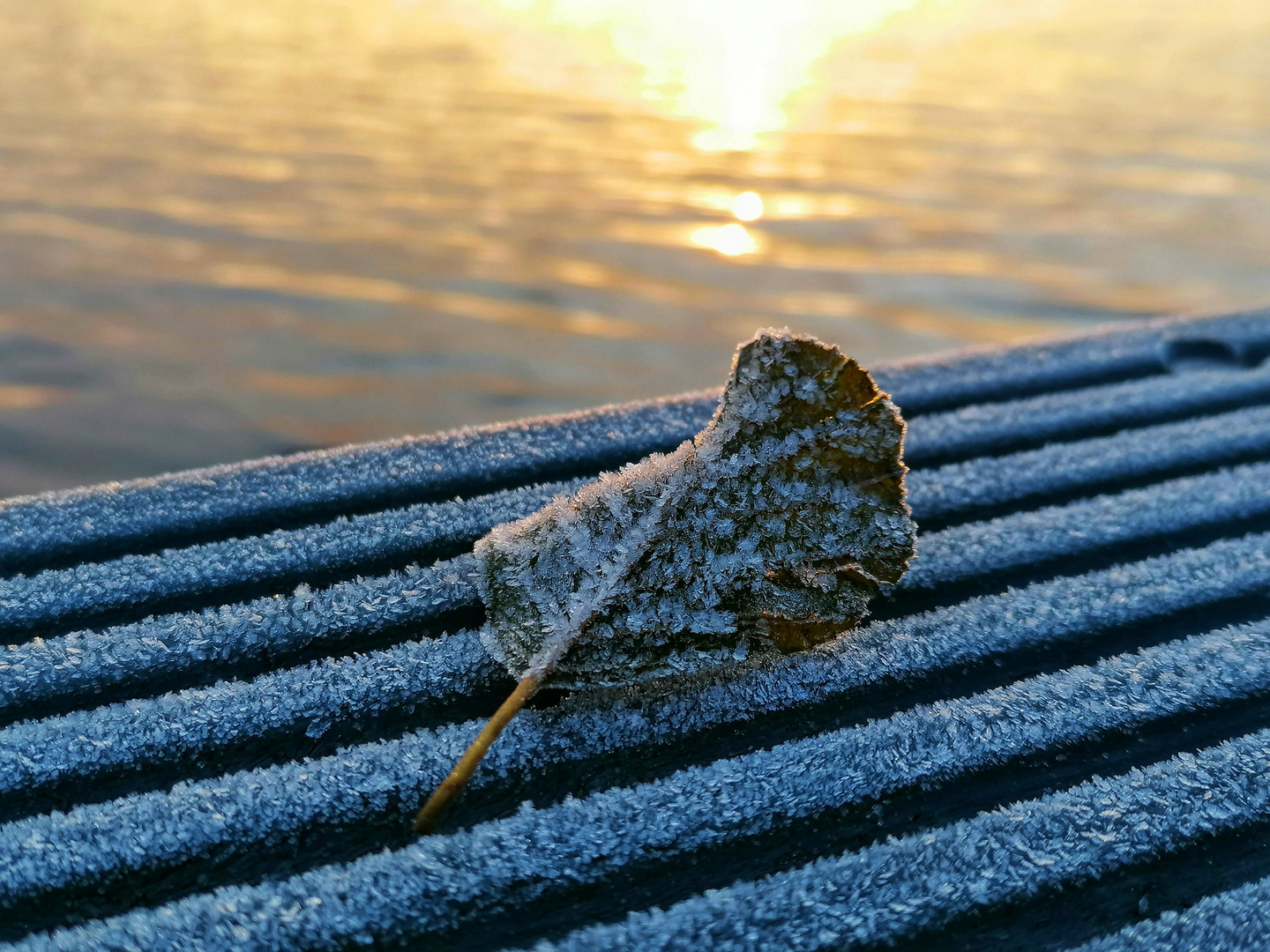 Erster Frost im Sonnenaufgang 