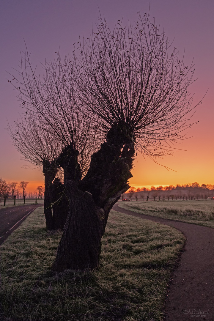 Erster Frost im Sonnenaufgang