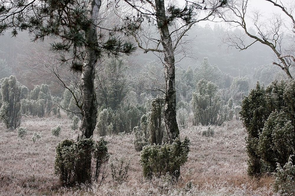 Erster Frost in der Heide