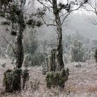 Erster Frost in der Heide