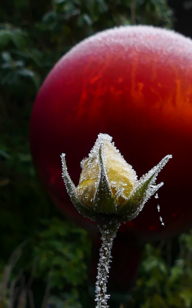 erster Frost in unserem Rosengarten