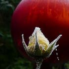 erster Frost in unserem Rosengarten