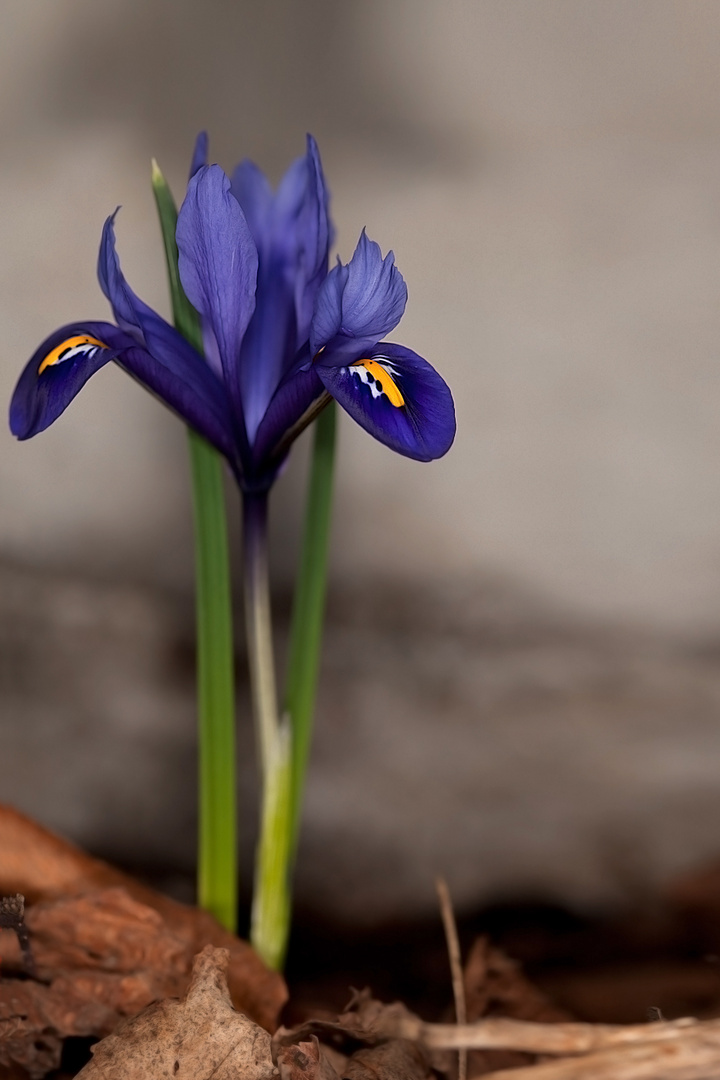 erster Frühblüher in meinem Garten:))))