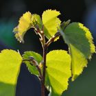 Erster Frühling