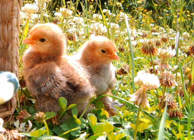 Erster Frühlings-Spaziergang