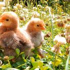 Erster Frühlings-Spaziergang