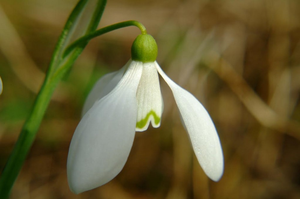 Erster Frühlingsbote