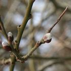 Erster Frühlingsbote