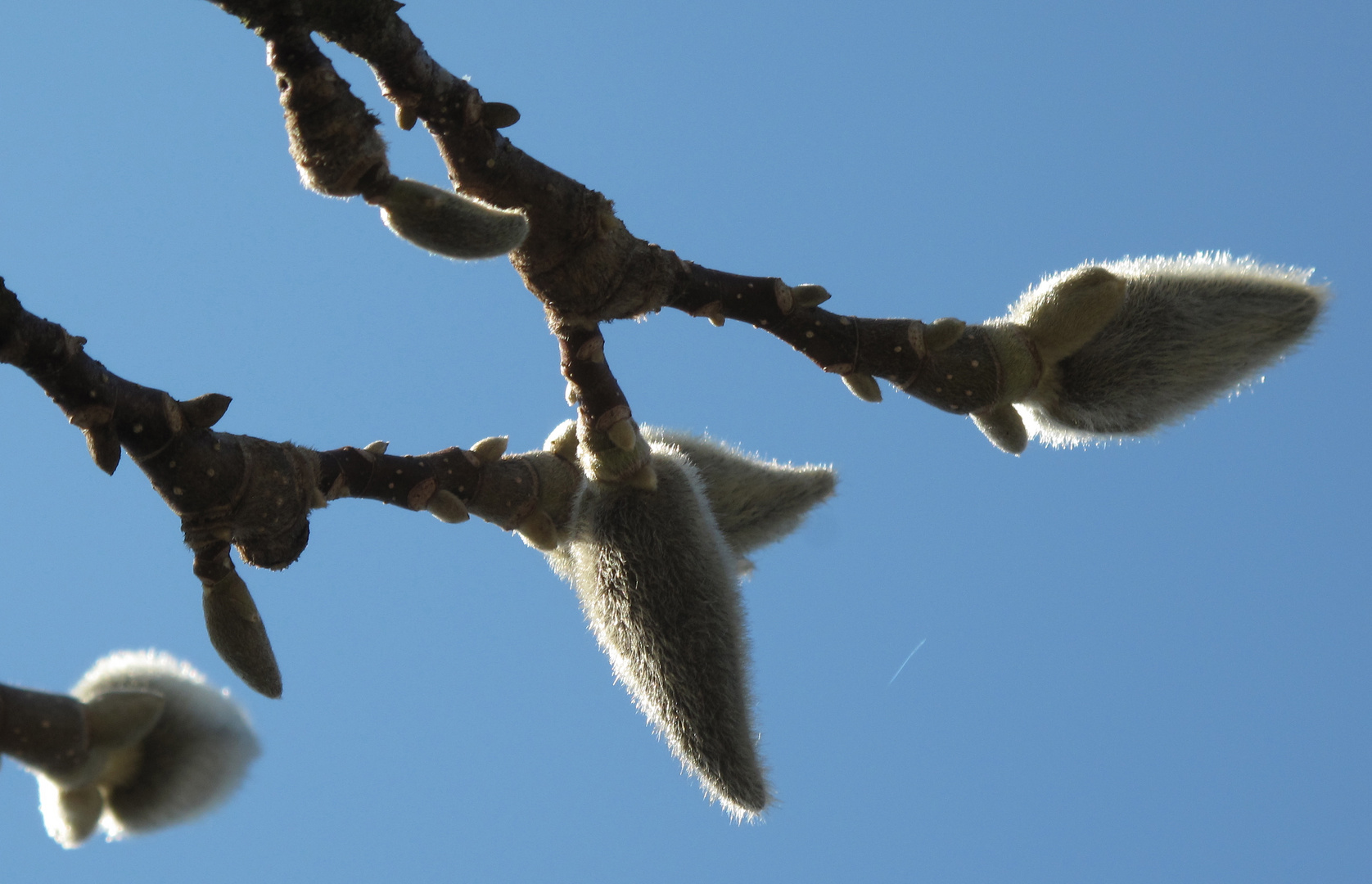 Erster Frühlingsbote