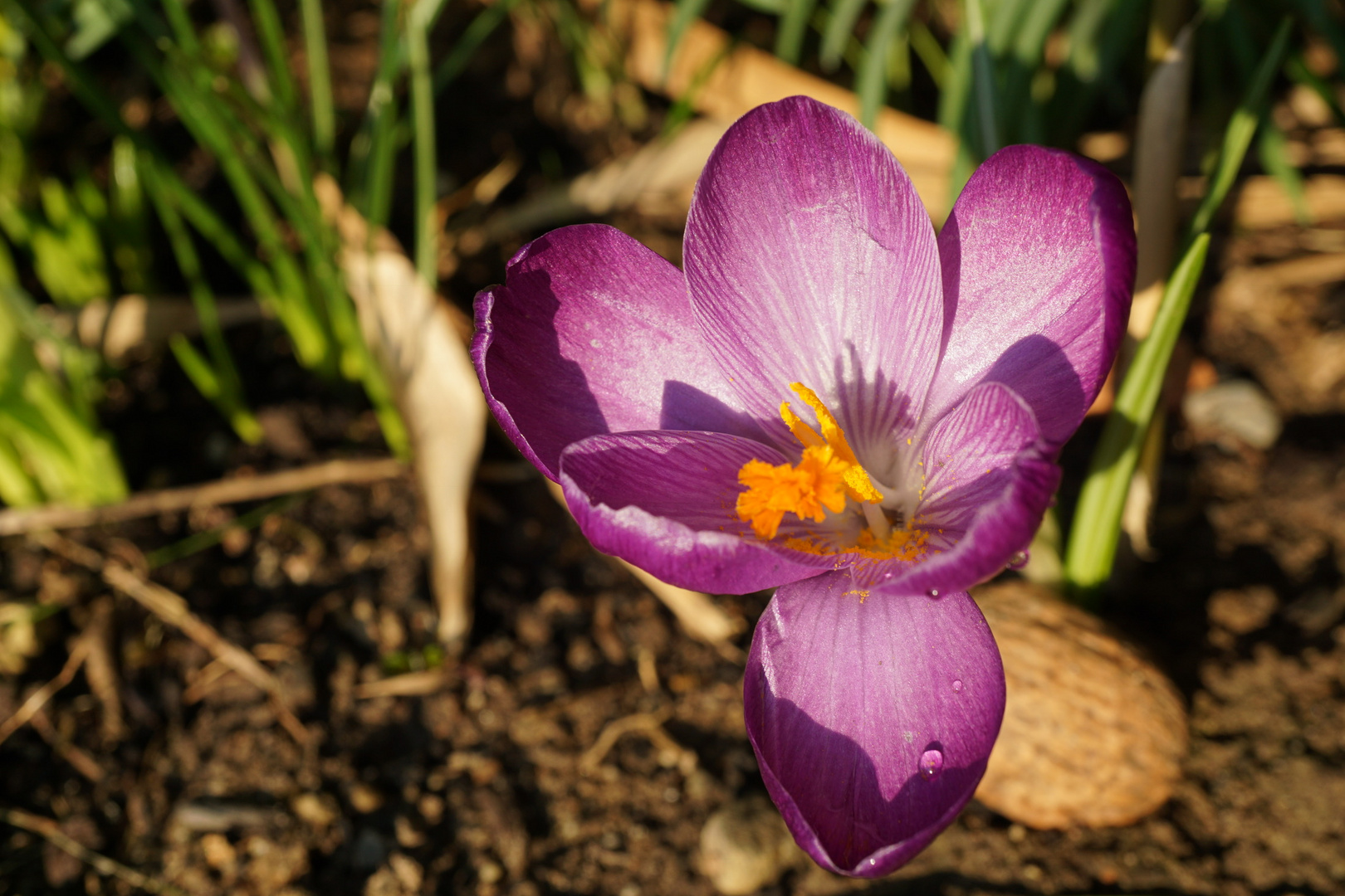 Erster Frühlingsbote