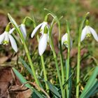 Erster Frühlingsbote!