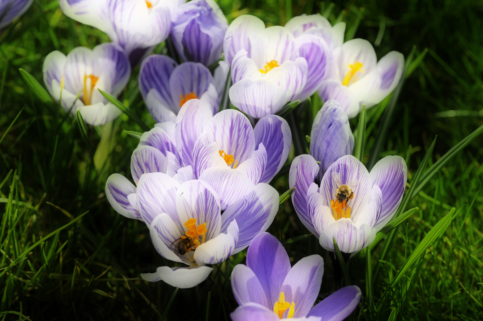 Erster Frühlingsgruß