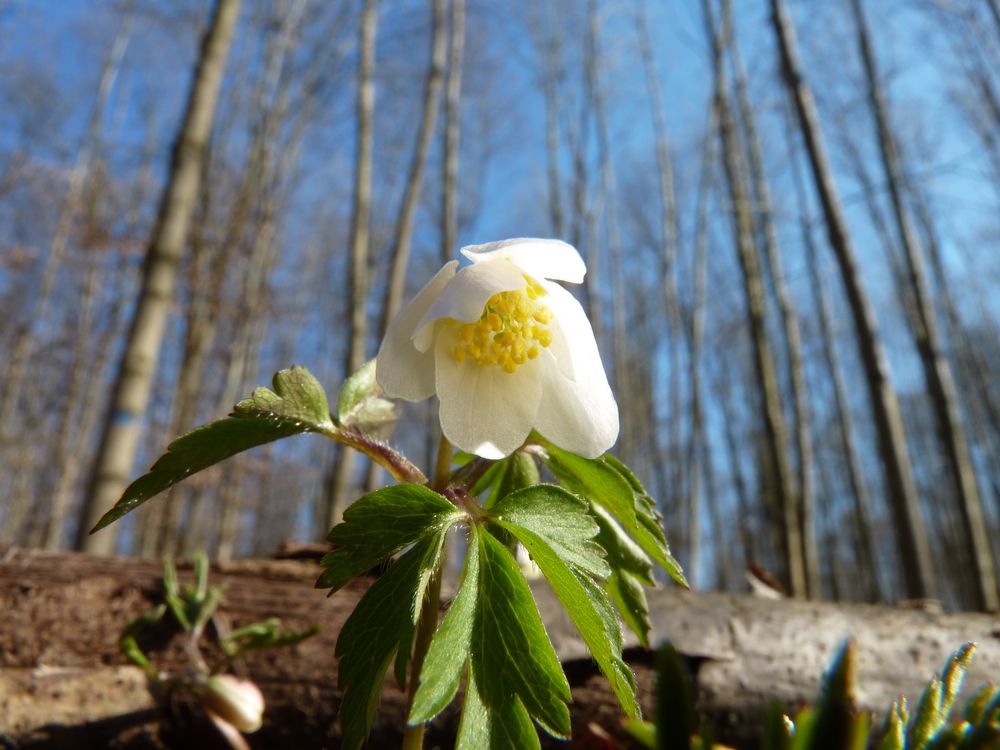 Erster Frühlingsgruss 2