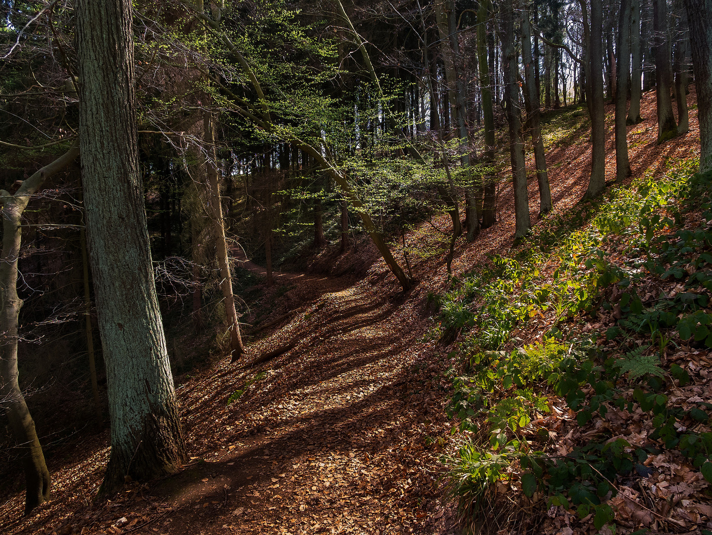 Erster Frühlingshauch im Wald