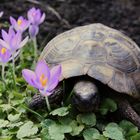 Erster Frühlingsspaziergang