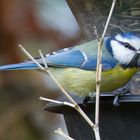 Erster Gast am Futterhaus