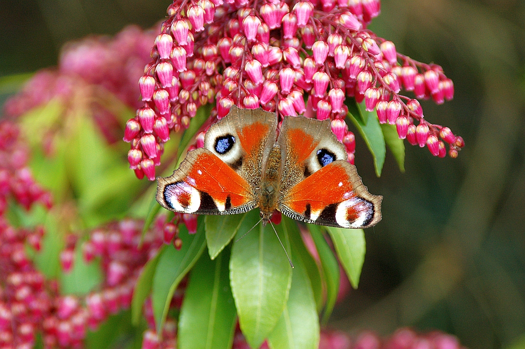 erster Gast im Garten ...