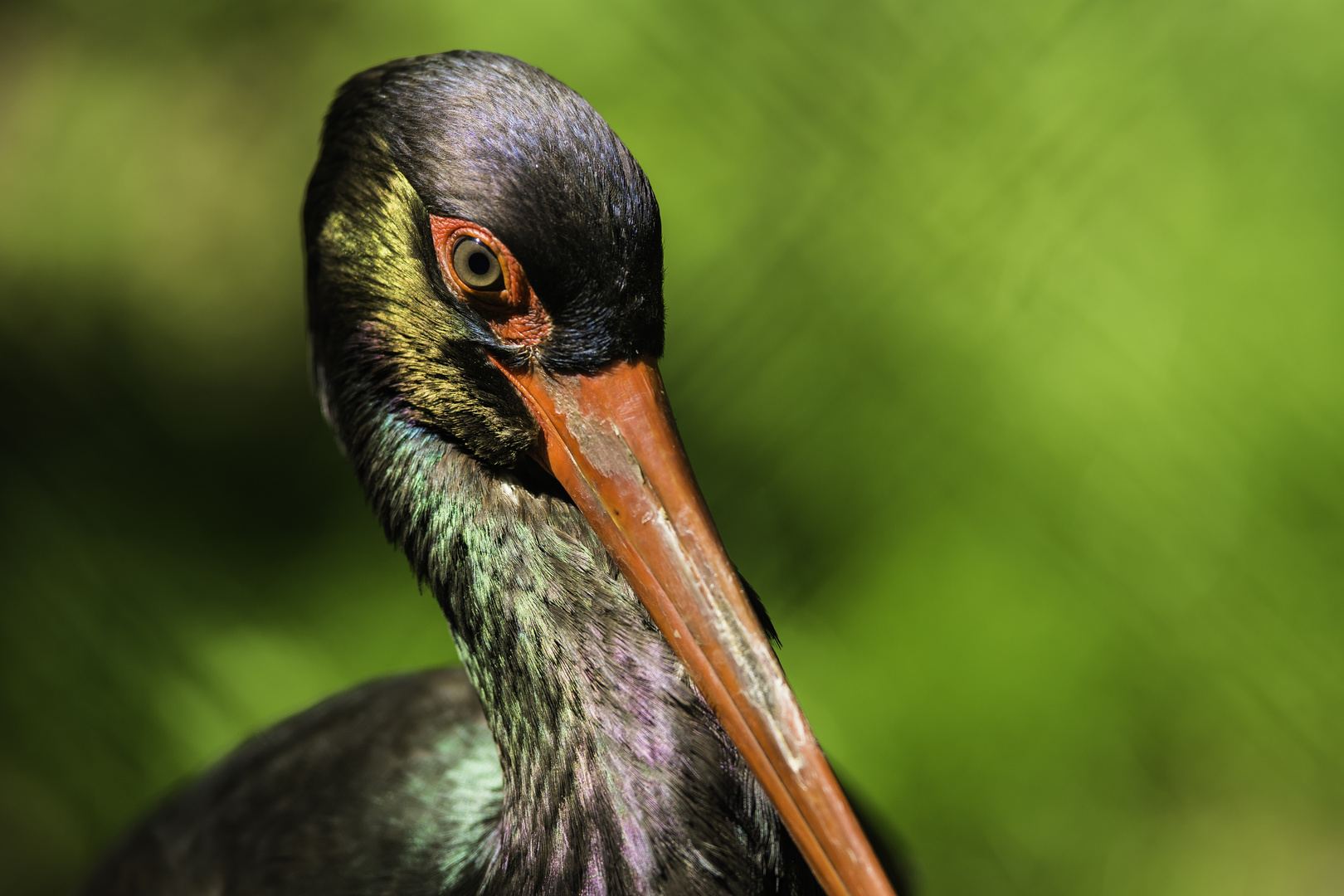 Erster Gehversuch im Zoo - I