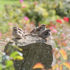 Erster gemeinsamer Ausflug der Jungspatzen