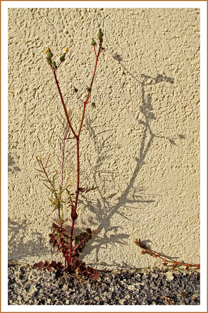 Erster Gruß vom Frühling / Primo cenno dalla primavera (1)