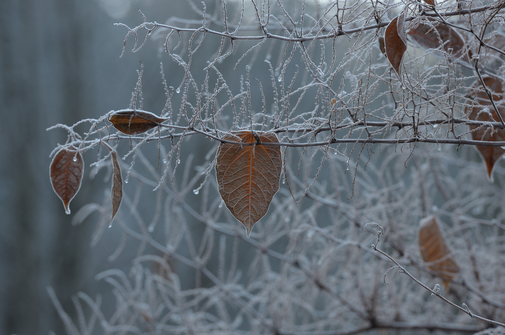 Erster Harter Frost