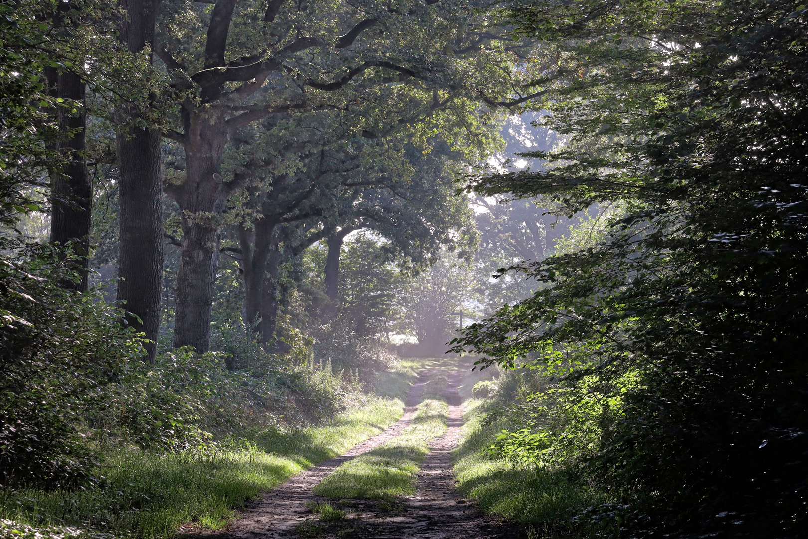 erster Hauch von Altweibersommer  -  first breeze of Indian summer