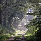 erster Hauch von Altweibersommer  -  first breeze of Indian summer