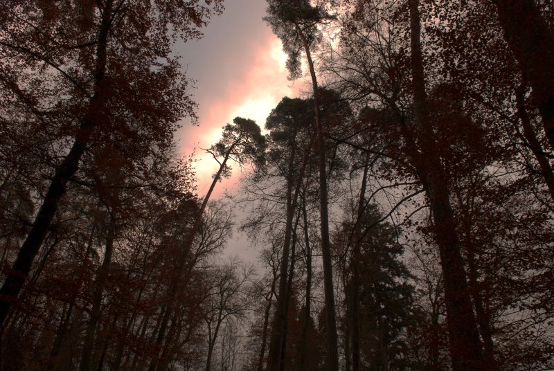 erster HDR Versuch im Wald