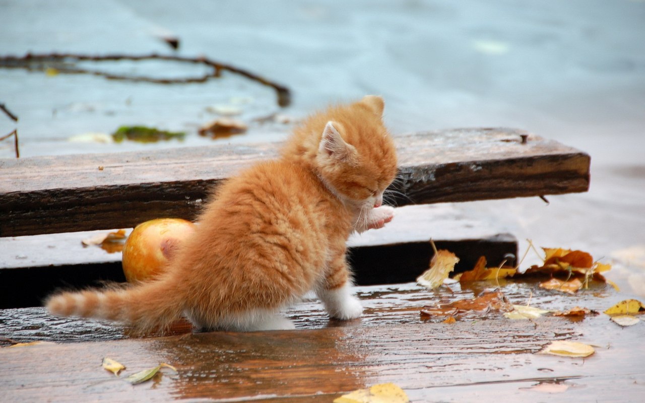 erster Herbst