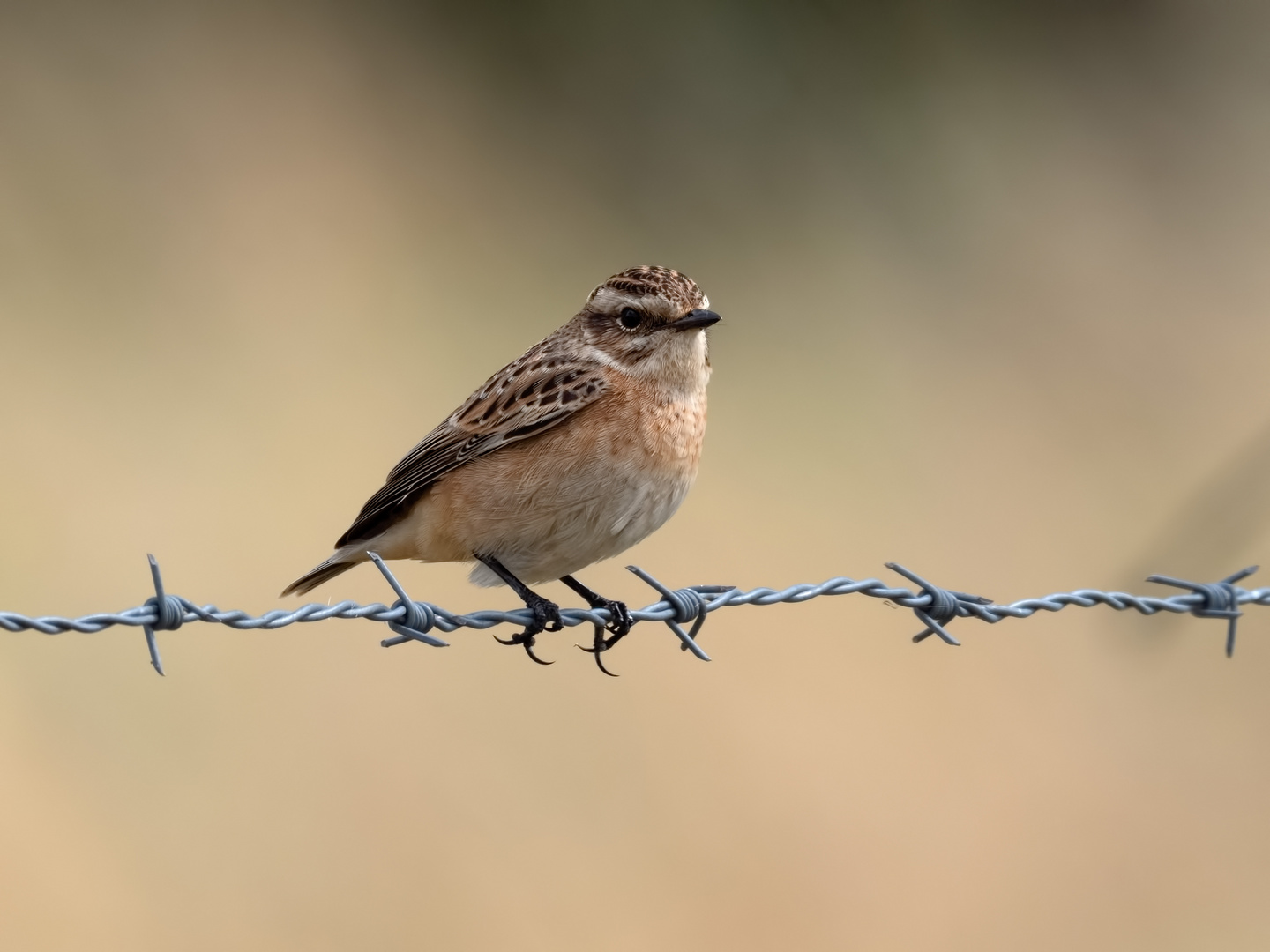 Erster Herbst  - diesjähriges Braunkehlchen