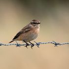 Erster Herbst  - diesjähriges Braunkehlchen