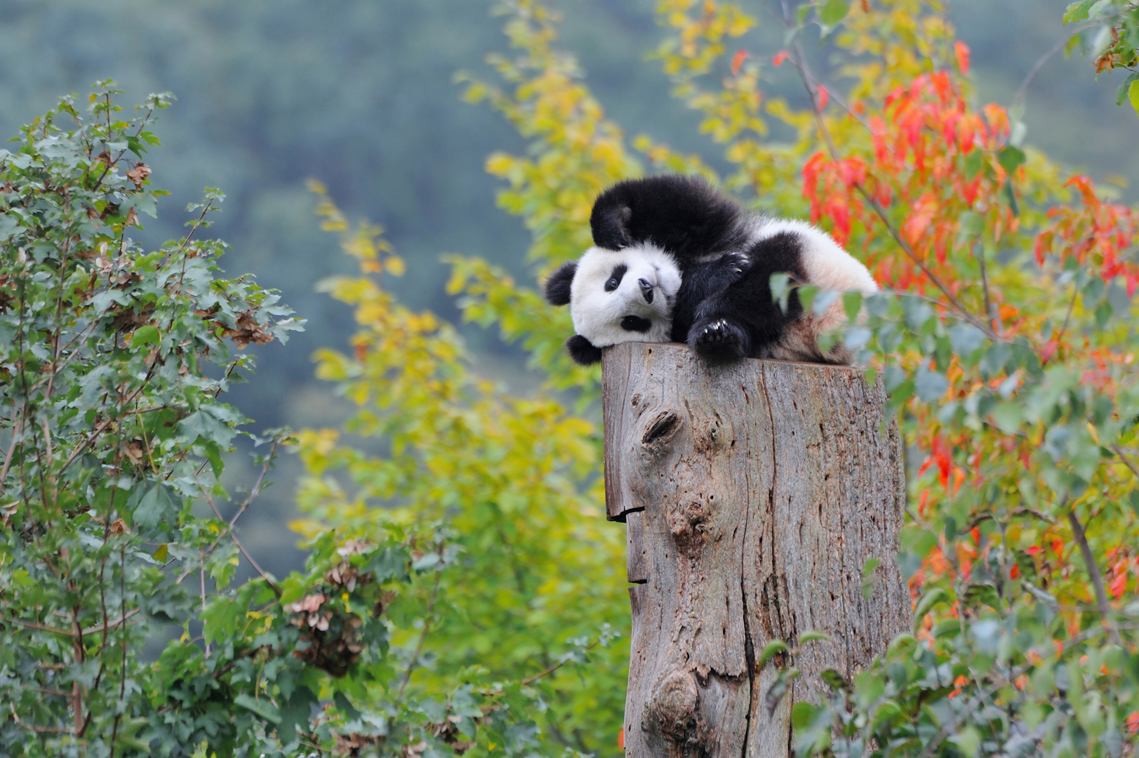 Erster Herbst eines Pandajungen