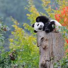 Erster Herbst eines Pandajungen