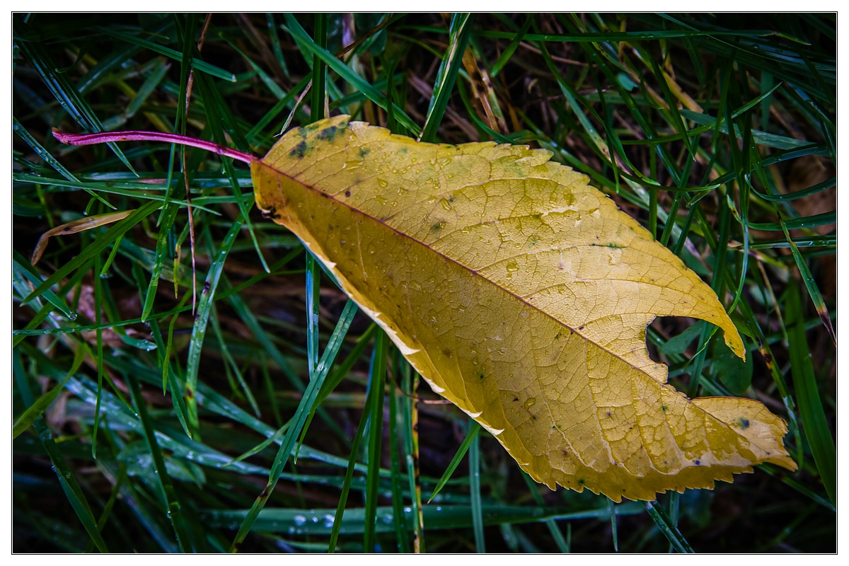 ...Erster Herbst-Gruß...