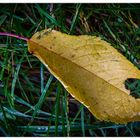 ...Erster Herbst-Gruß...