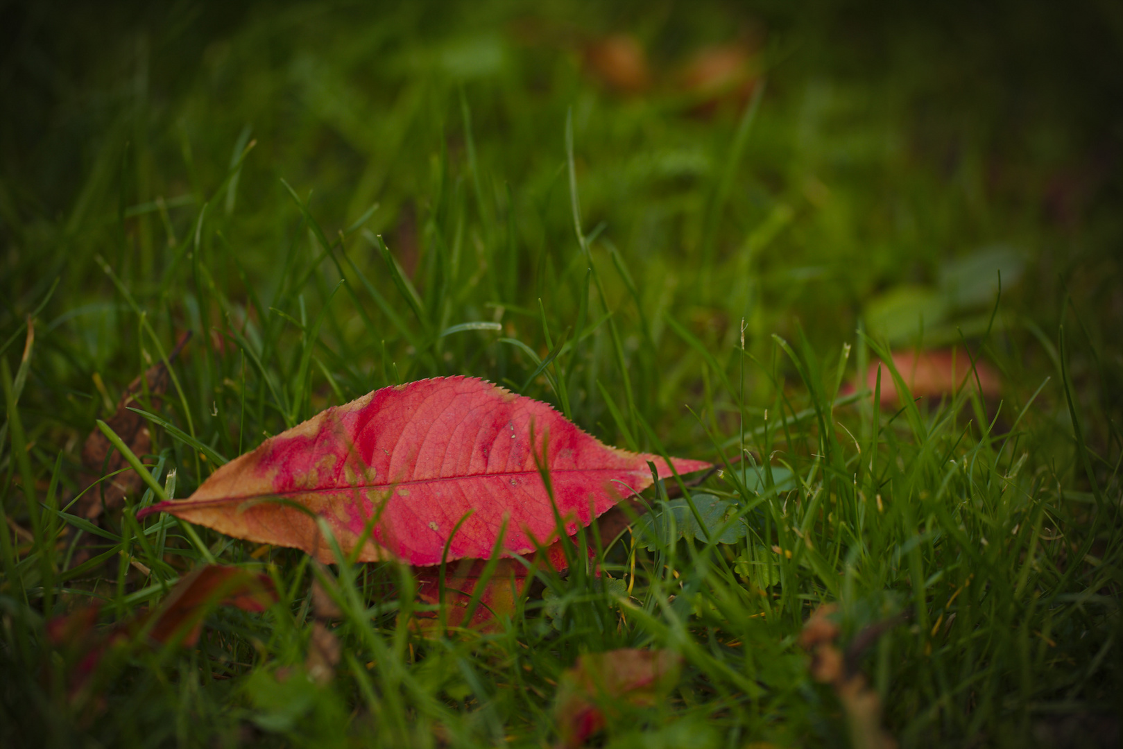 erster Herbstbote