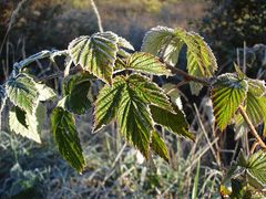 erster Herbstfrost