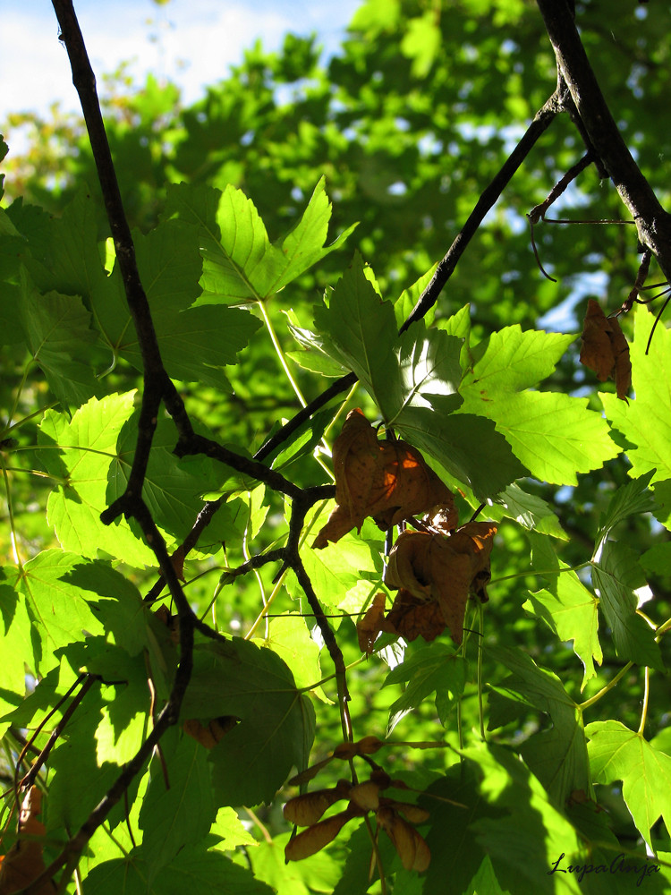 erster Herbstgruß